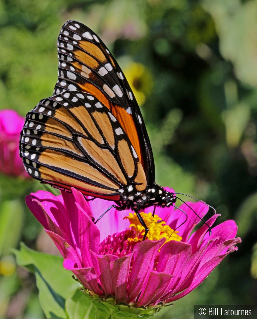 Monarch On a Flower by Bill Latournes