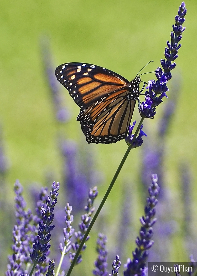 Monarch on Lavender by Quyen Phan