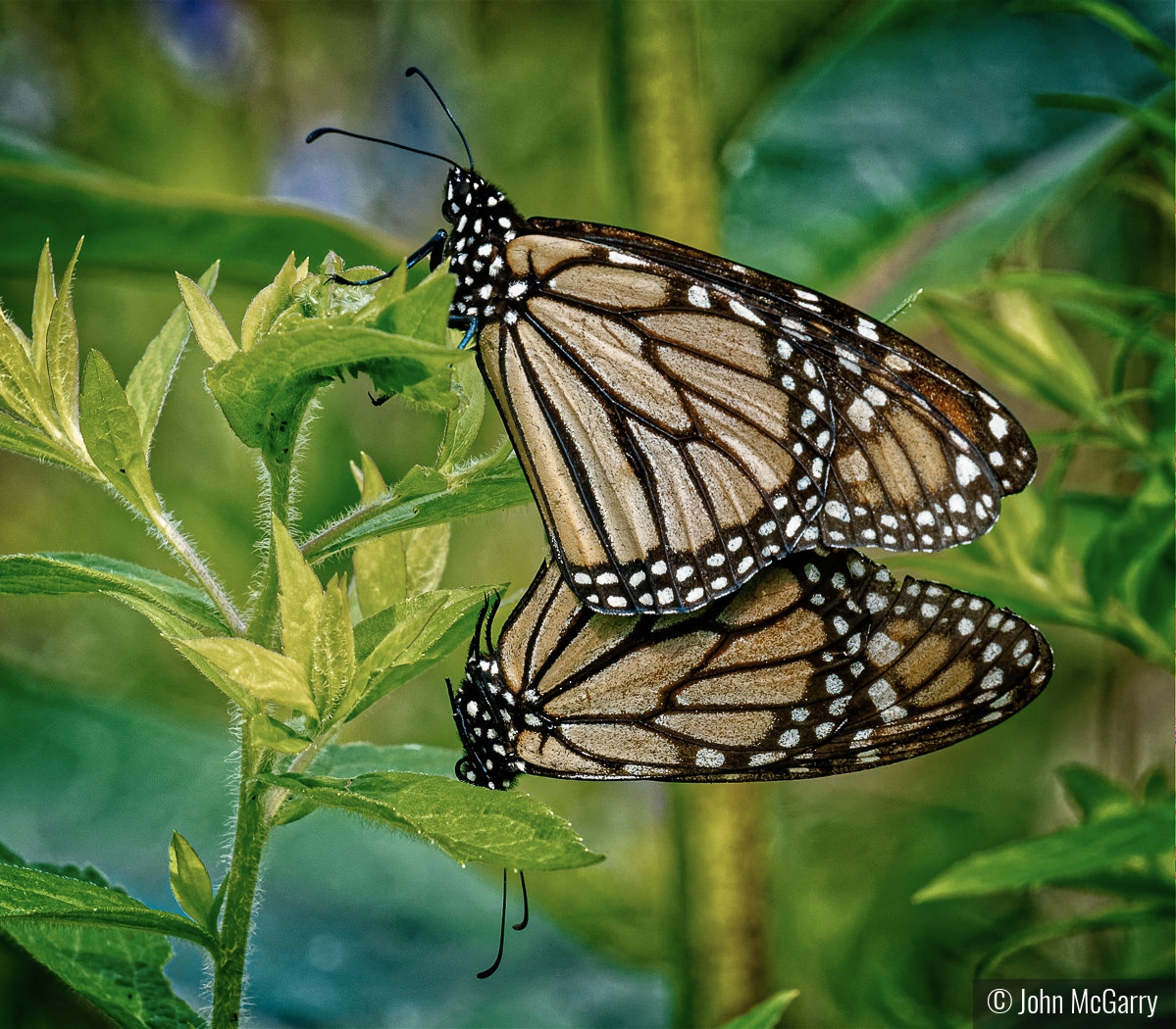 Monarchs Mating by John McGarry