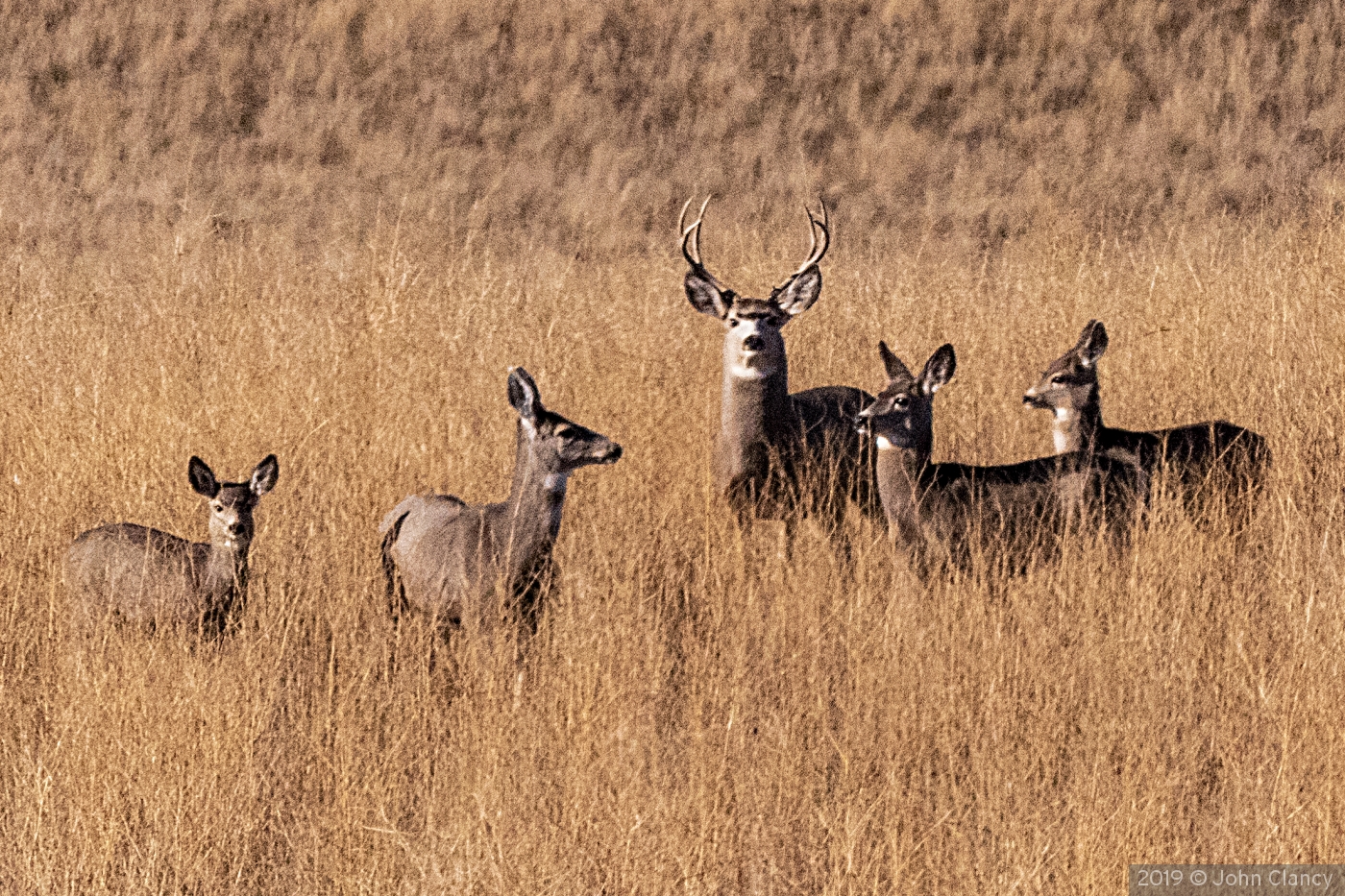 Montana Mule Deer by John Clancy