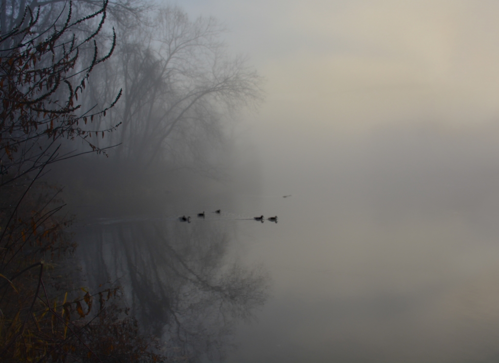 morning fog by Ginny Thibodeau