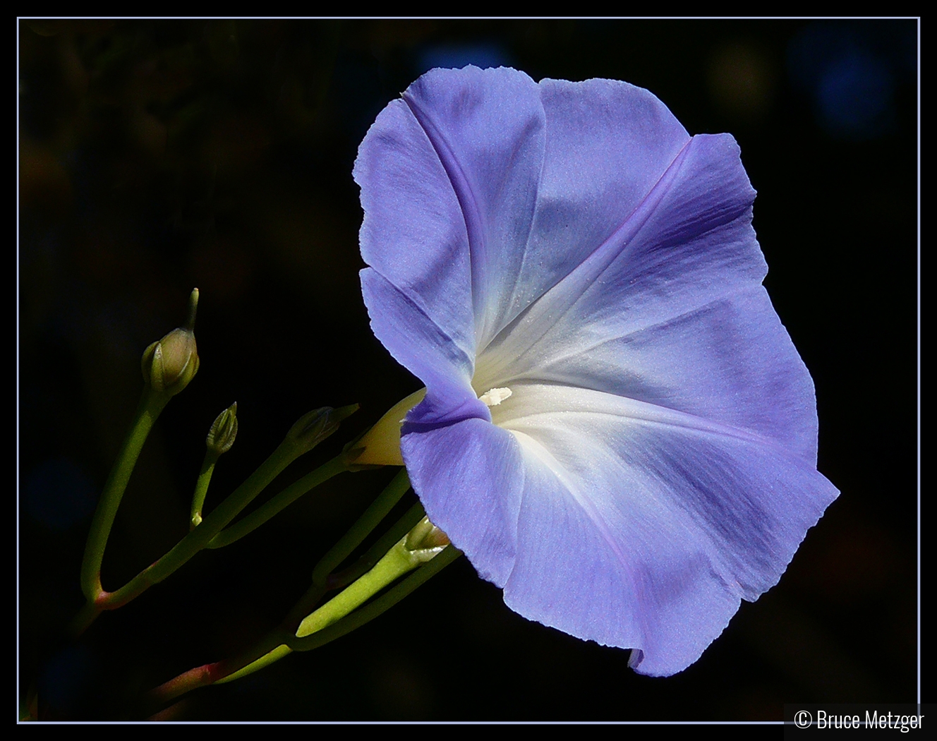 Morning Glory by Bruce Metzger