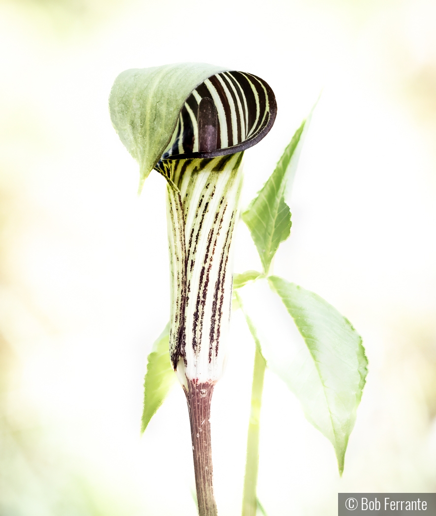 Morning Sun on Jack and His Pulpit by Bob Ferrante