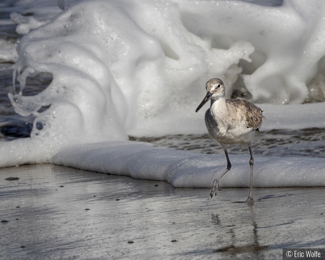 Morning Willet Walk with Waves by Eric Wolfe