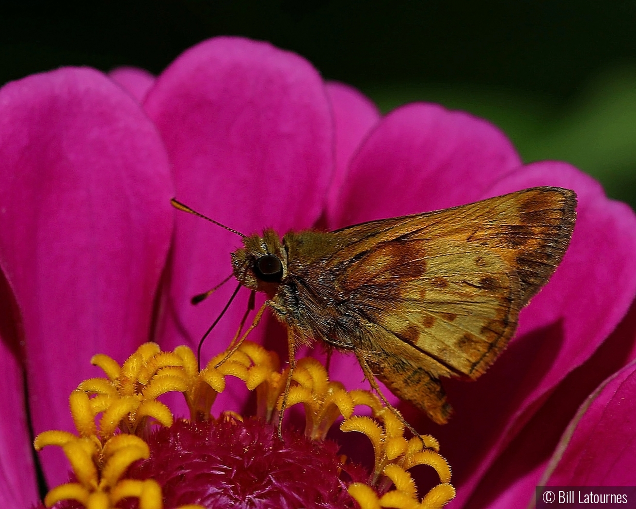 Moth On A Flower by Bill Latournes