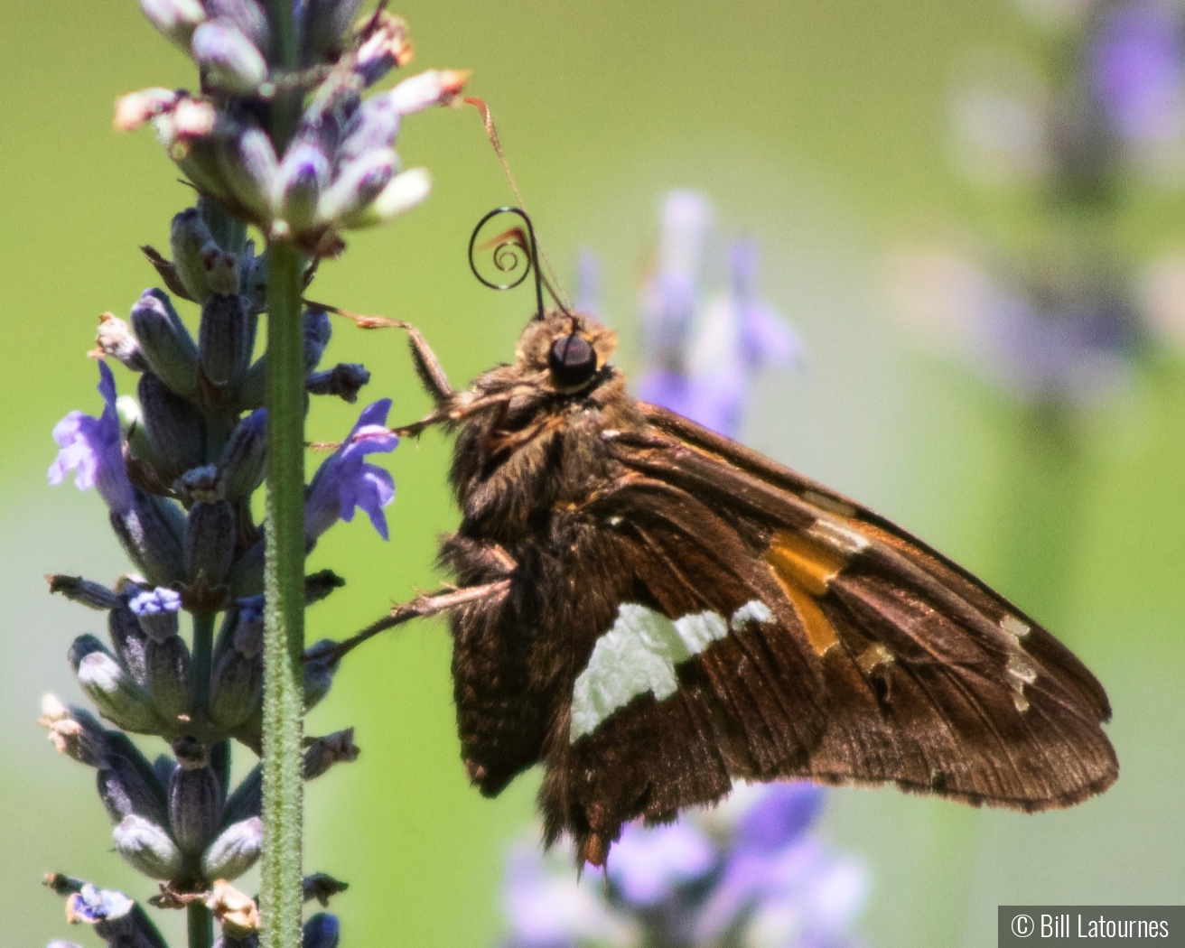 Moth On Lavender by Bill Latournes