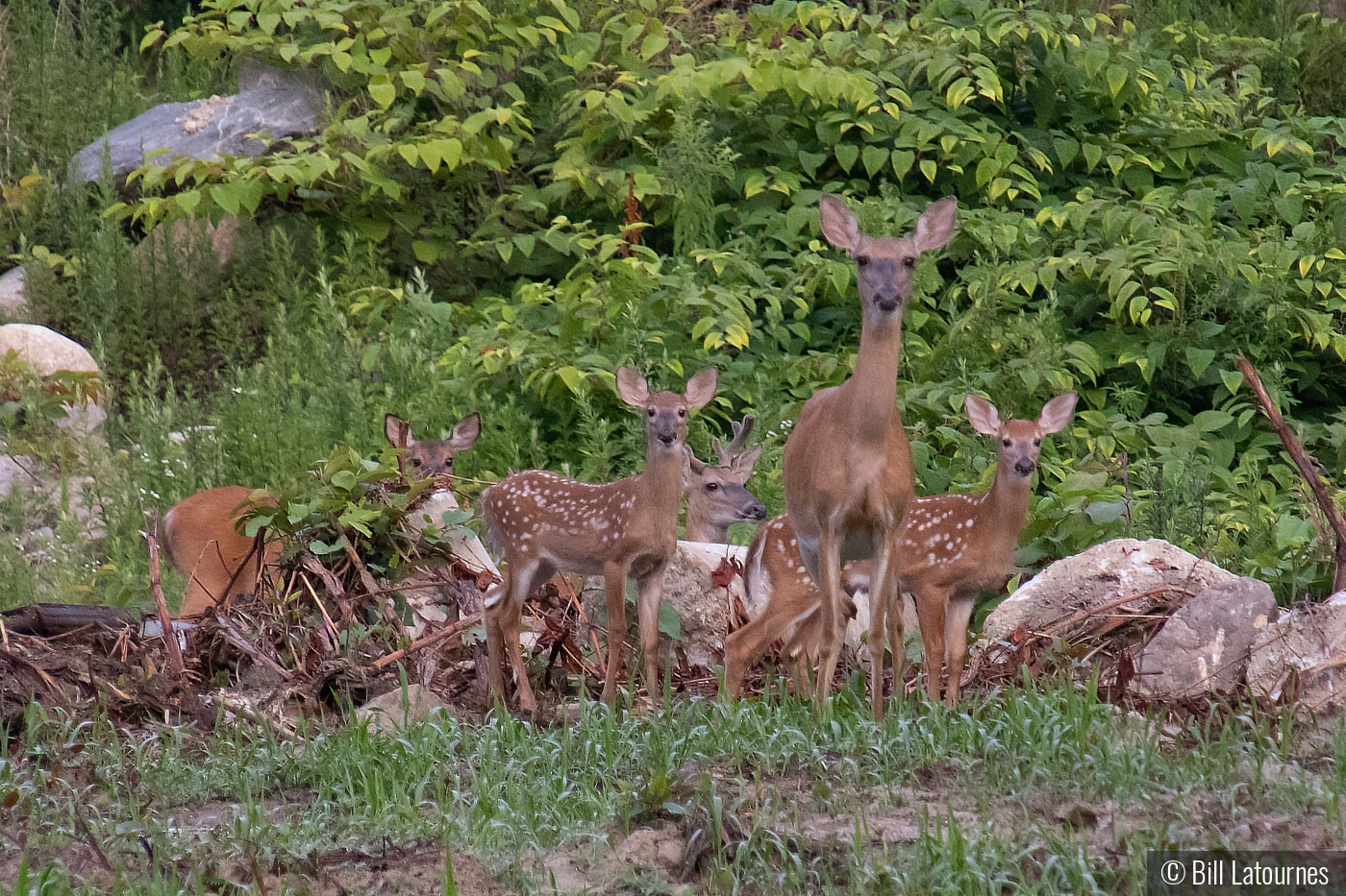 Mother And Her Fawns by Bill Latournes