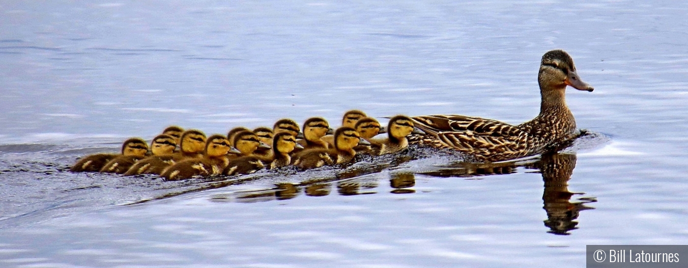 Mother Duck and Her Ducklings by Bill Latournes