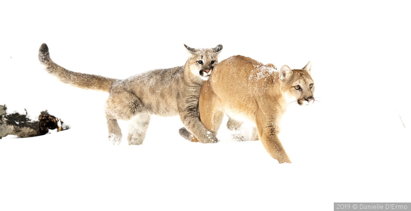 Mountain Lion with Cub by Danielle D'Ermo