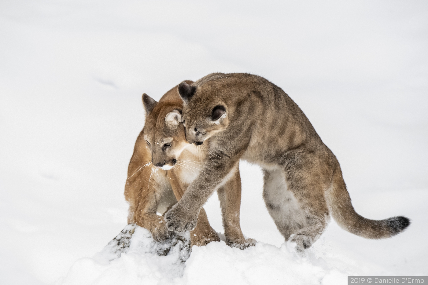 Mountain Lion with Cub by Danielle D'Ermo