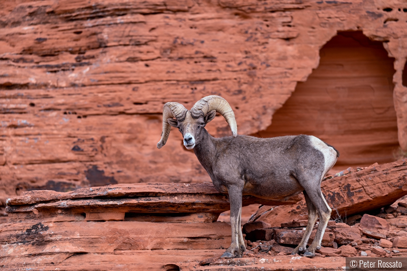 Mountain Ram, Valley of Fire by Peter Rossato