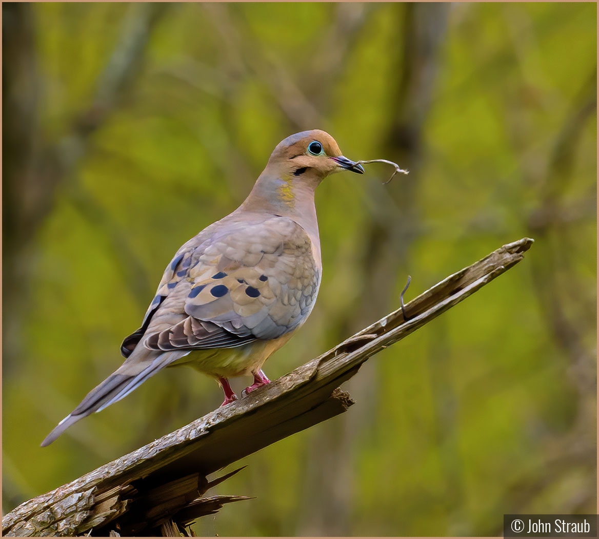 Mourning Dove with Nest Piece by John Straub