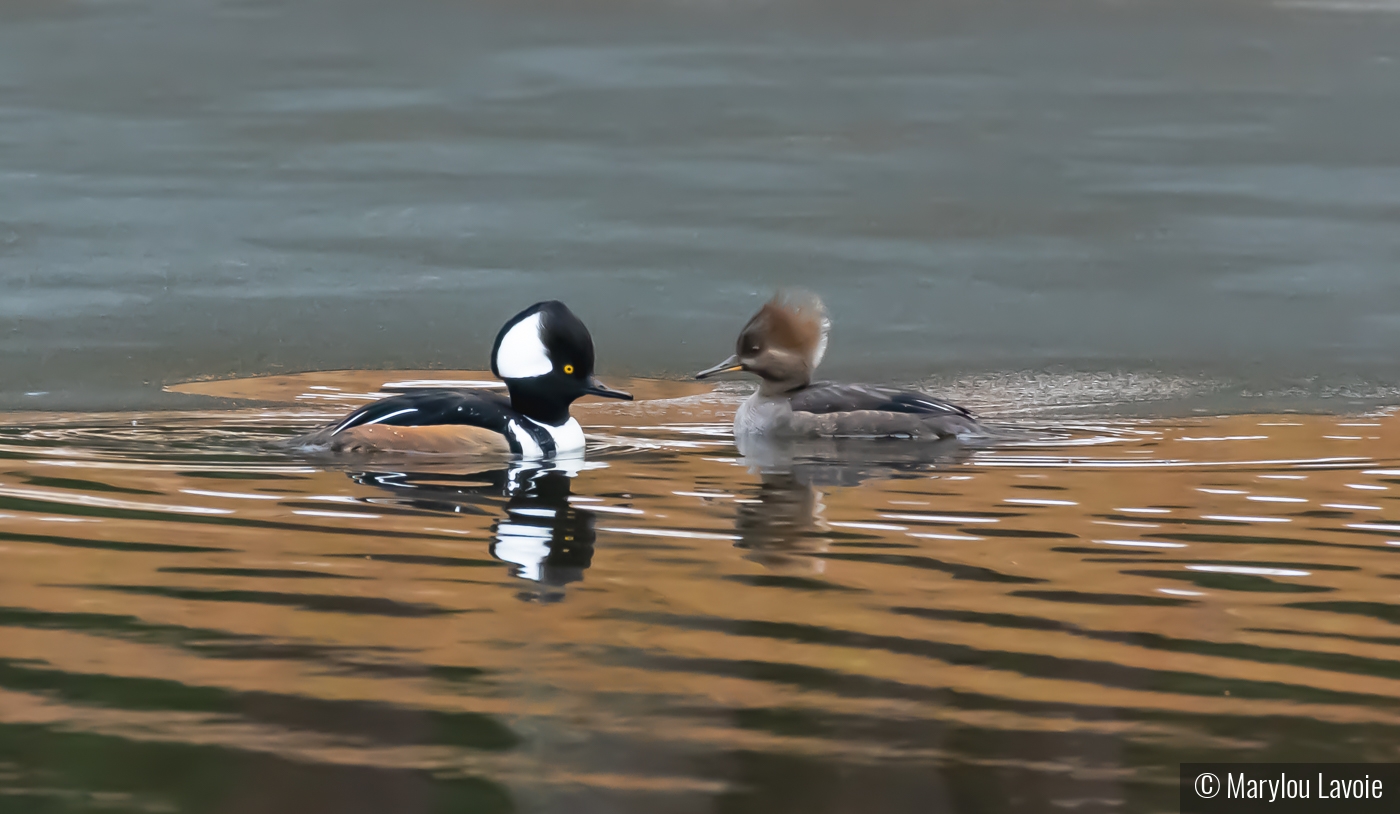 Mr. and Mrs. H. Merganser by Marylou Lavoie