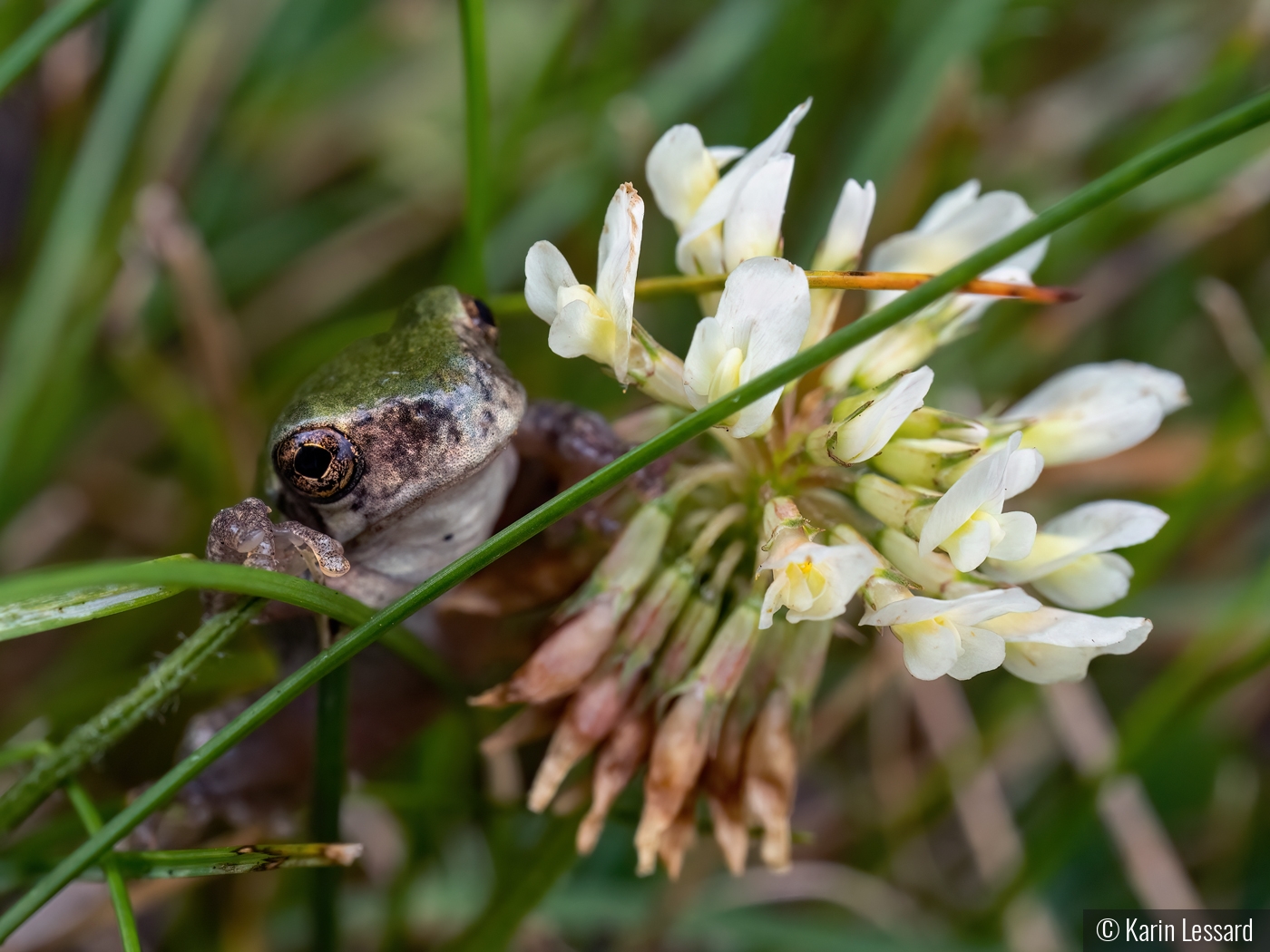 Mr. Frog and the Clover Flower by Karin Lessard