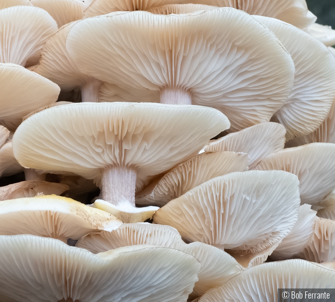 Mushroom Tiers by Bob Ferrante