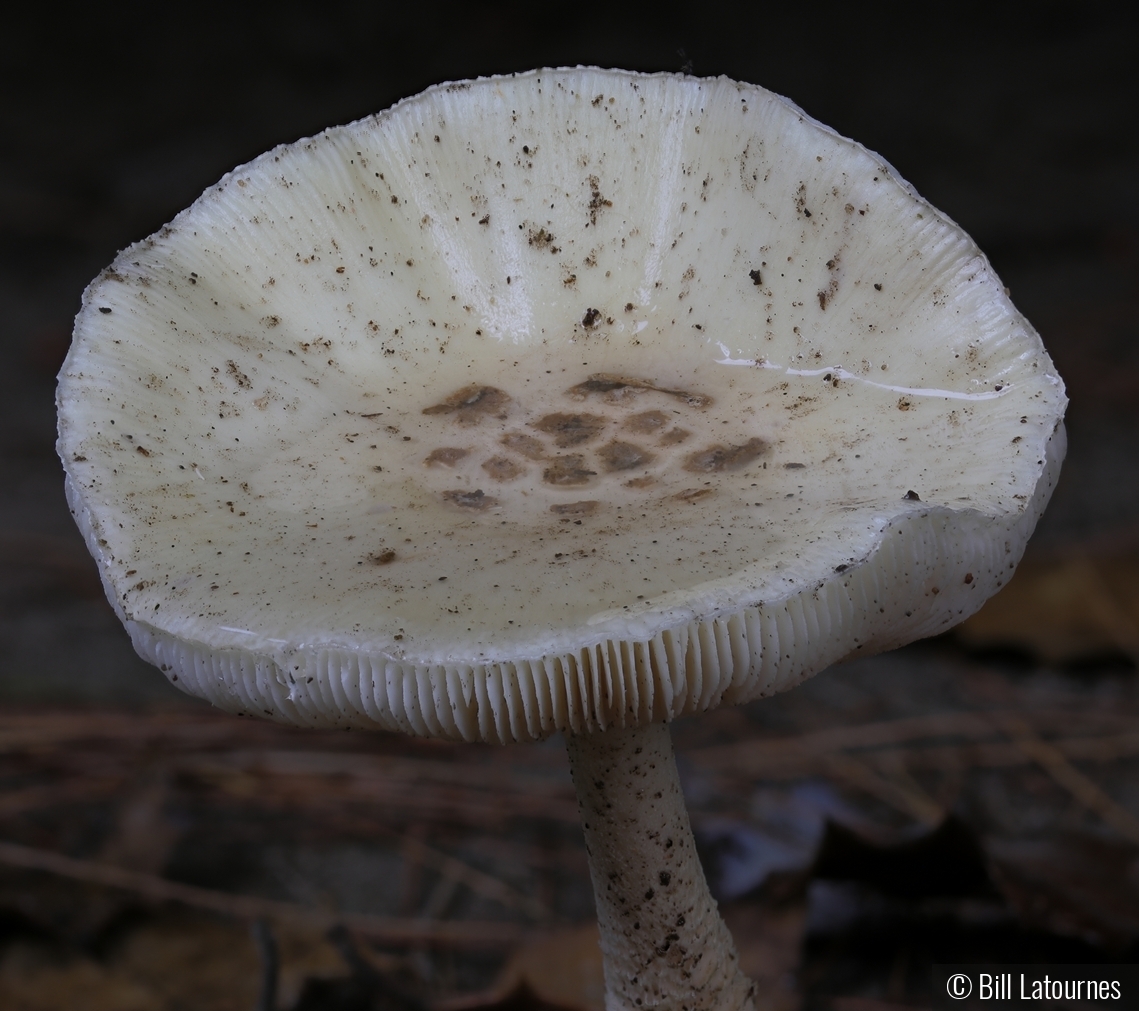 Mushroom by Bill Latournes