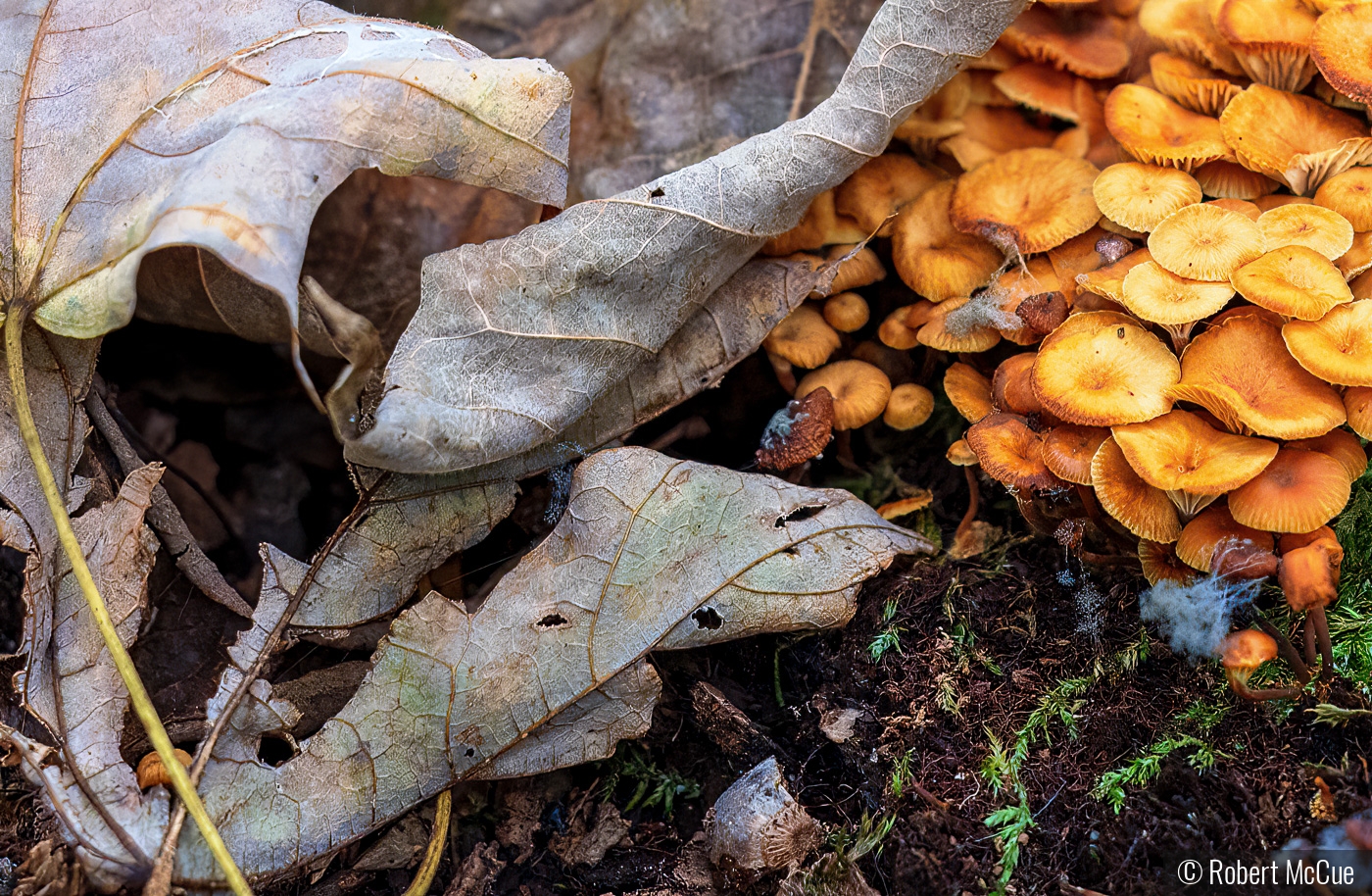 Mushrooms and leaves by Robert McCue