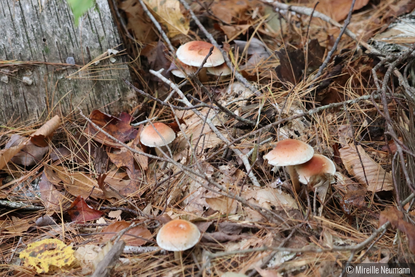 Mushrooms in the woods of New Hampshire by Mireille Neumann