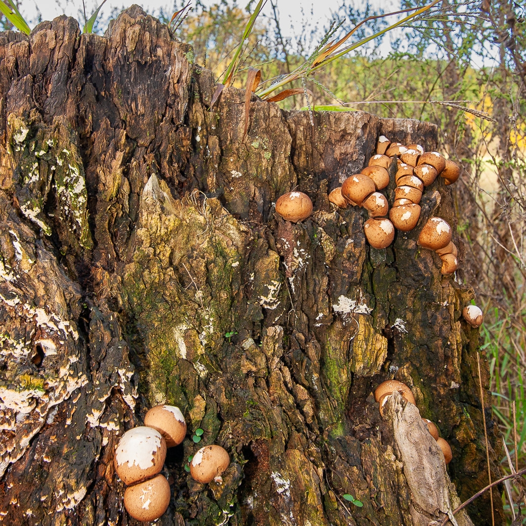 Mushrooms on a Stump by Pamela Carter