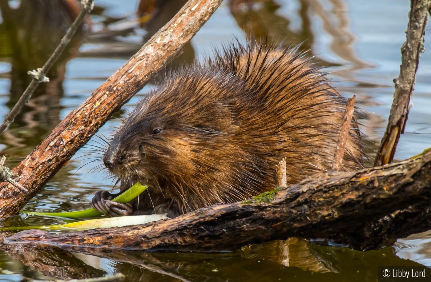 Muskrat Munching by Libby Lord