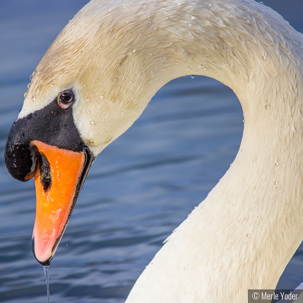 Mute Swan by Merle Yoder