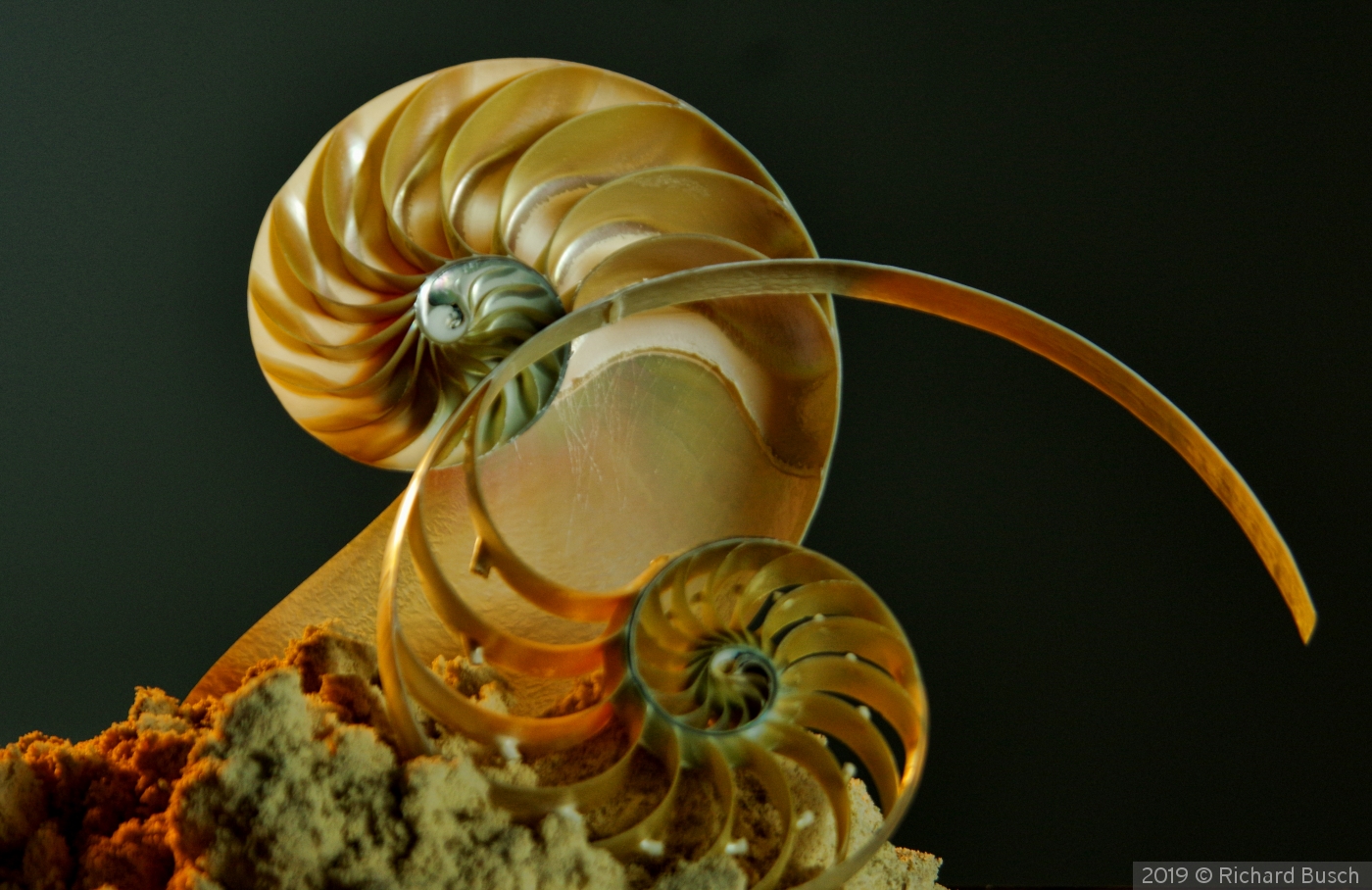 Nautilus by Richard Busch