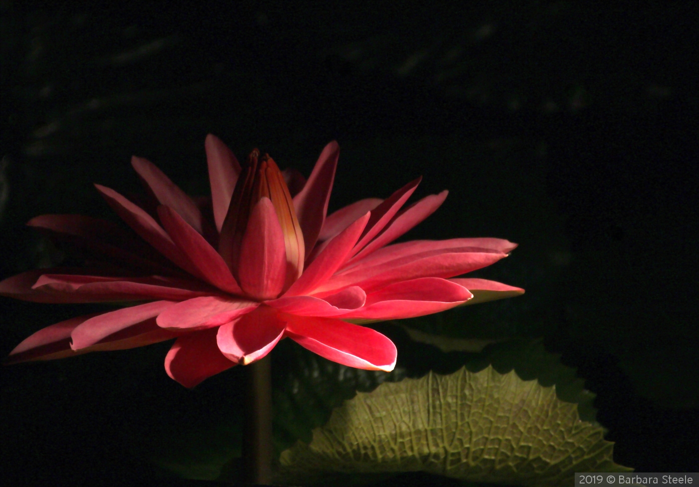 Nocturnal Waterlily by Barbara Steele