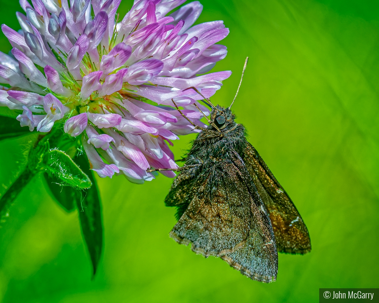 Northern Cloudywing Skipper by John McGarry