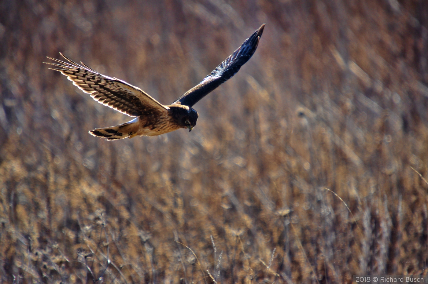 Northern Harrier Searching for Breakfast by Richard Busch