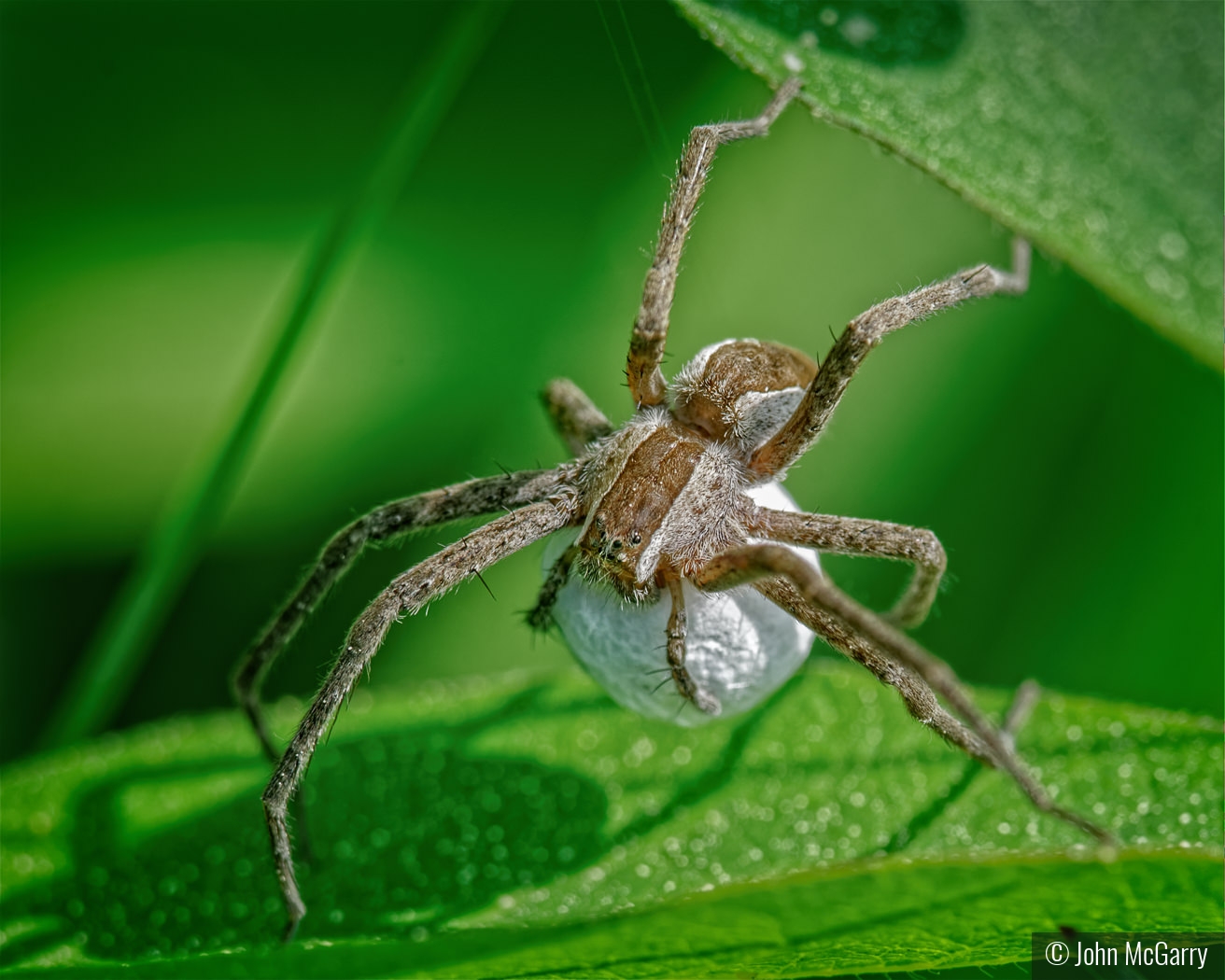 Nursery Web Spider with Egg Sac by John McGarry