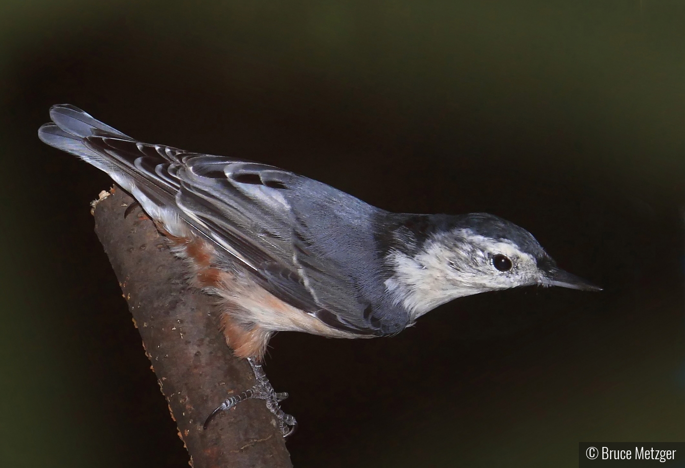 Nuthatch by Bruce Metzger