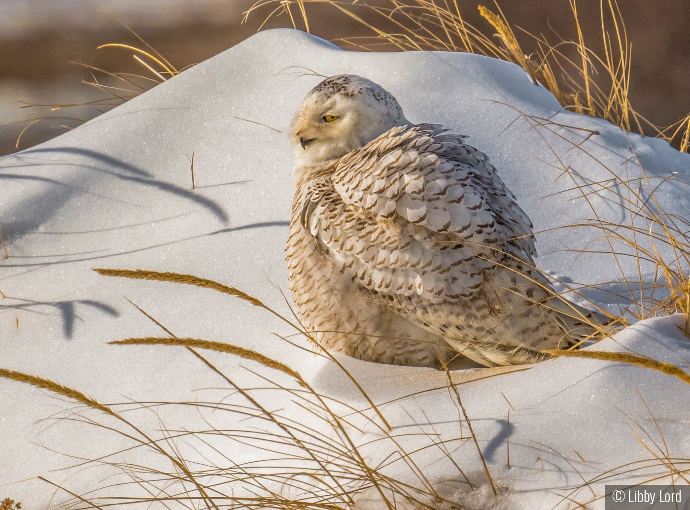 On a Snowy Dune by Libby Lord