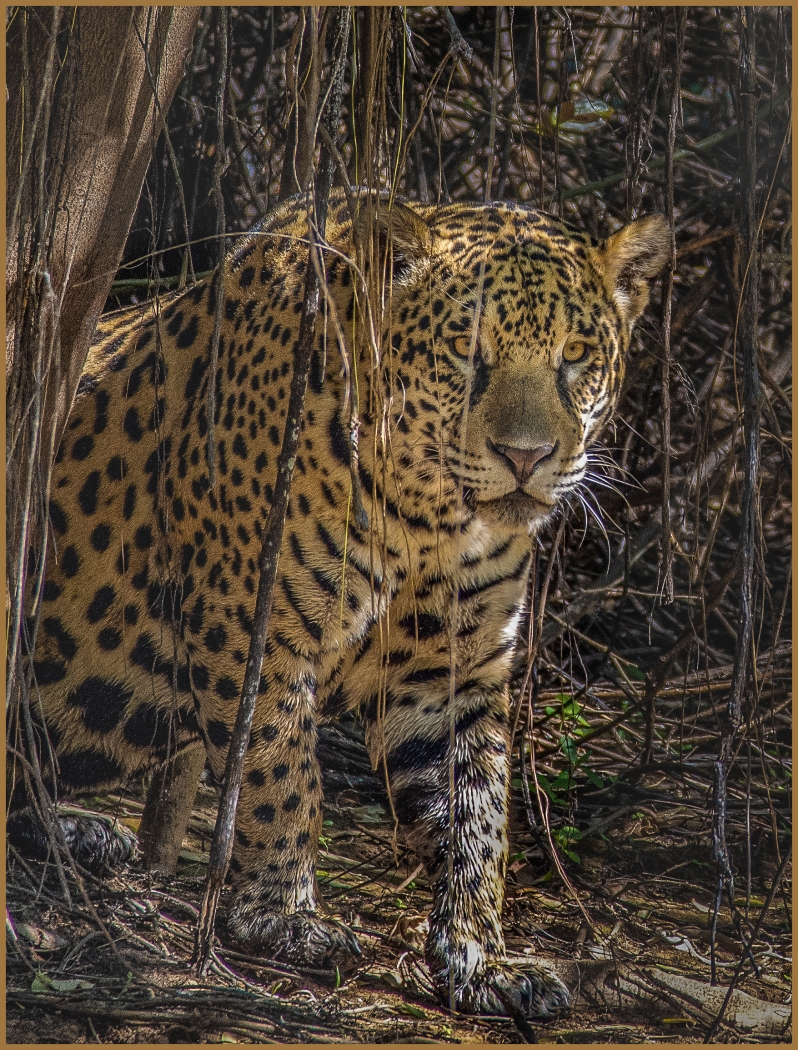 On the prowl by Susan Case