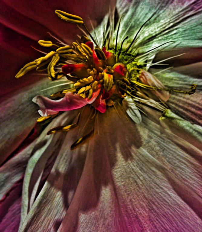 Open Flower by Alene Galin