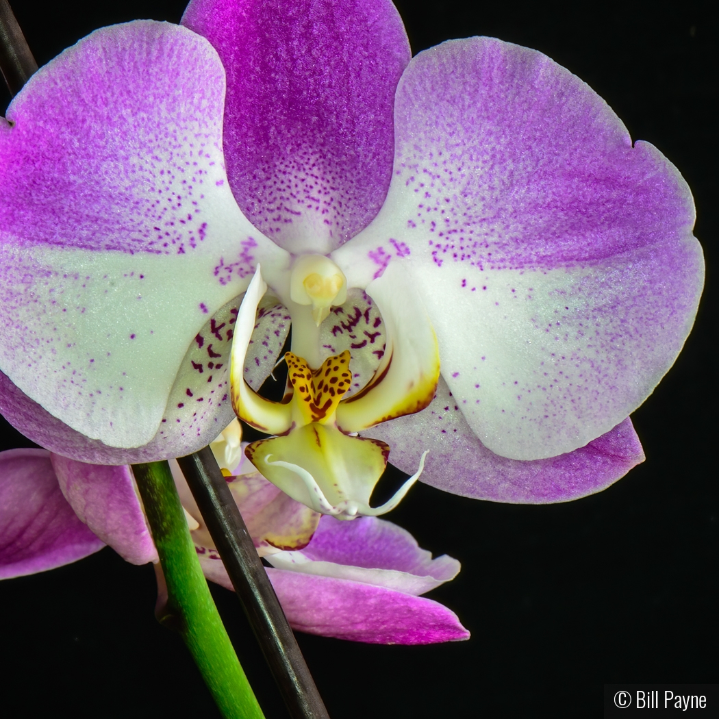 Orchid by Bill Payne