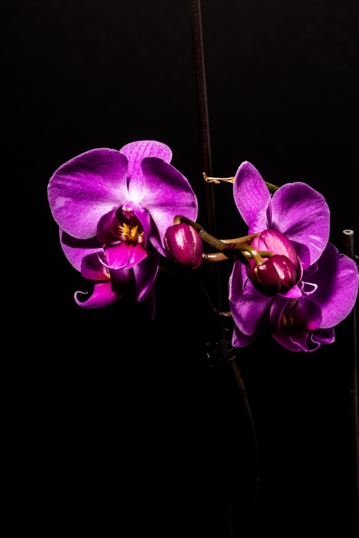 Orchid by Peter Rossato