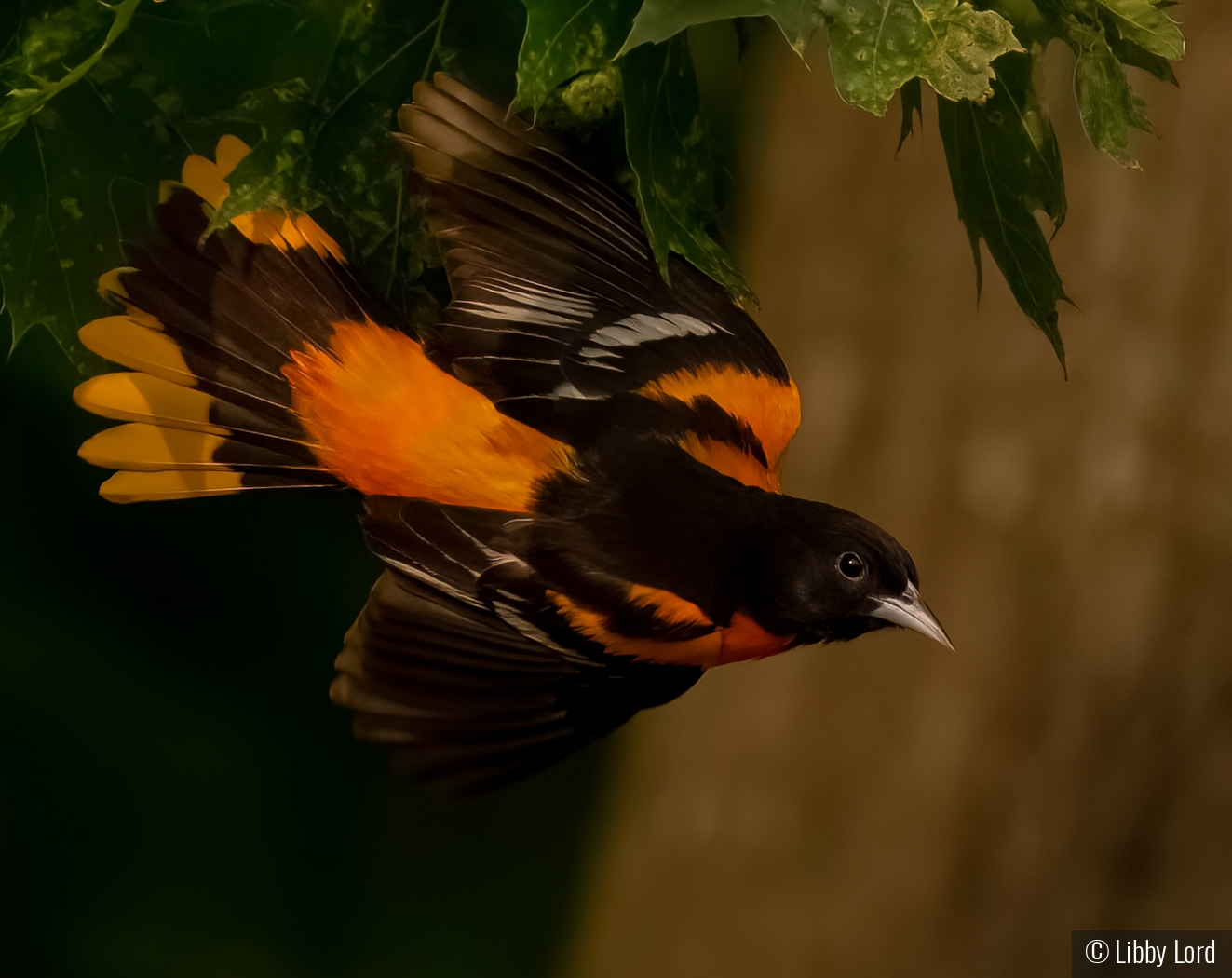 Oriole Flying by Libby Lord