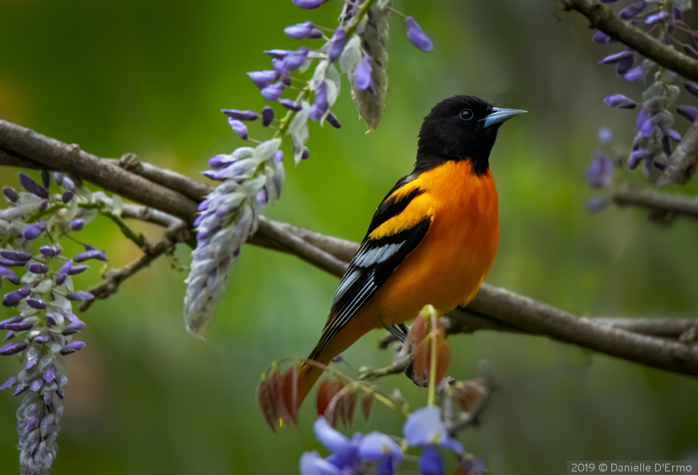 Oriole in Wysteria by Danielle D'Ermo
