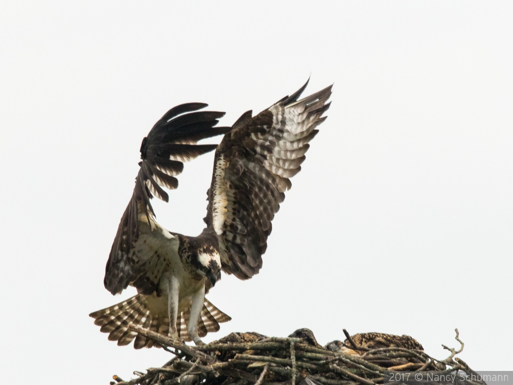 Osprey Landing on Nest by Nancy Schumann