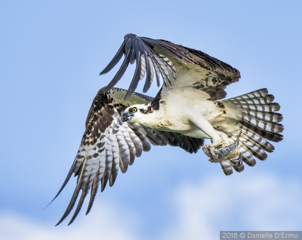 Osprey with Fish by Danielle D'Ermo