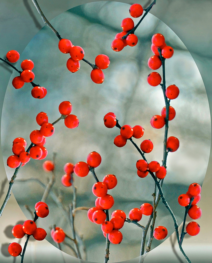 Oval and Berries by Dolph Fusco