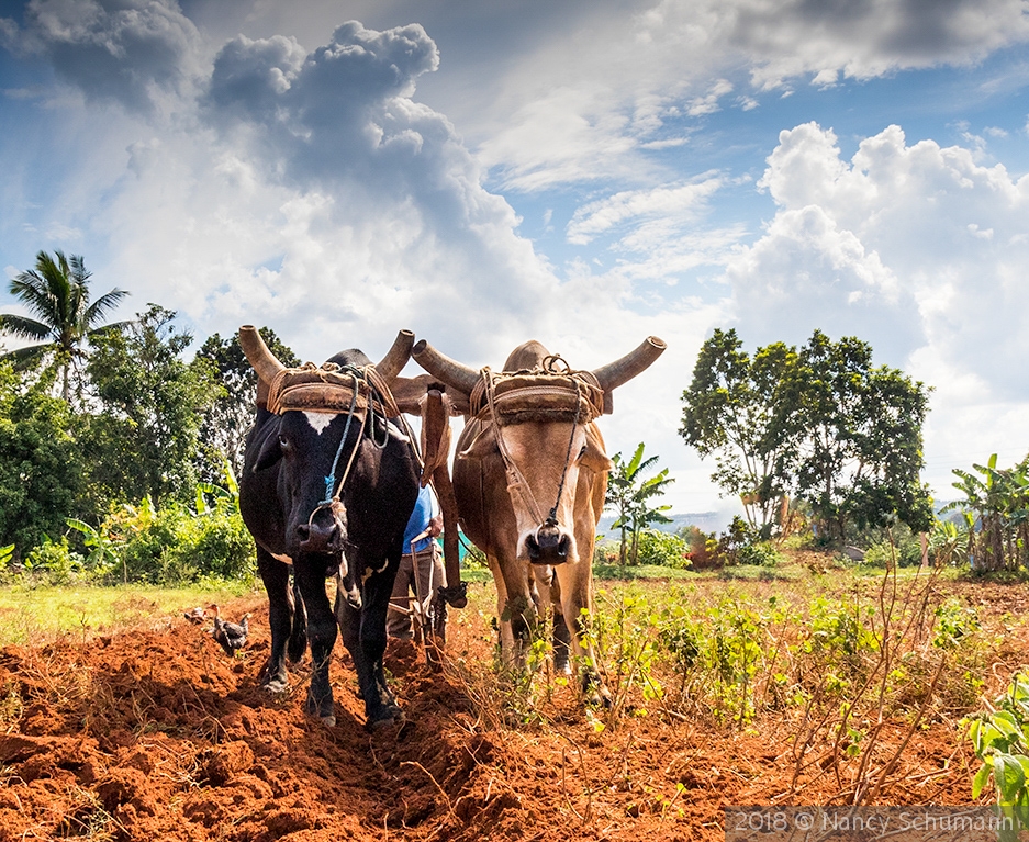 Oxen Plowing Tobacco Field by Nancy Schumann
