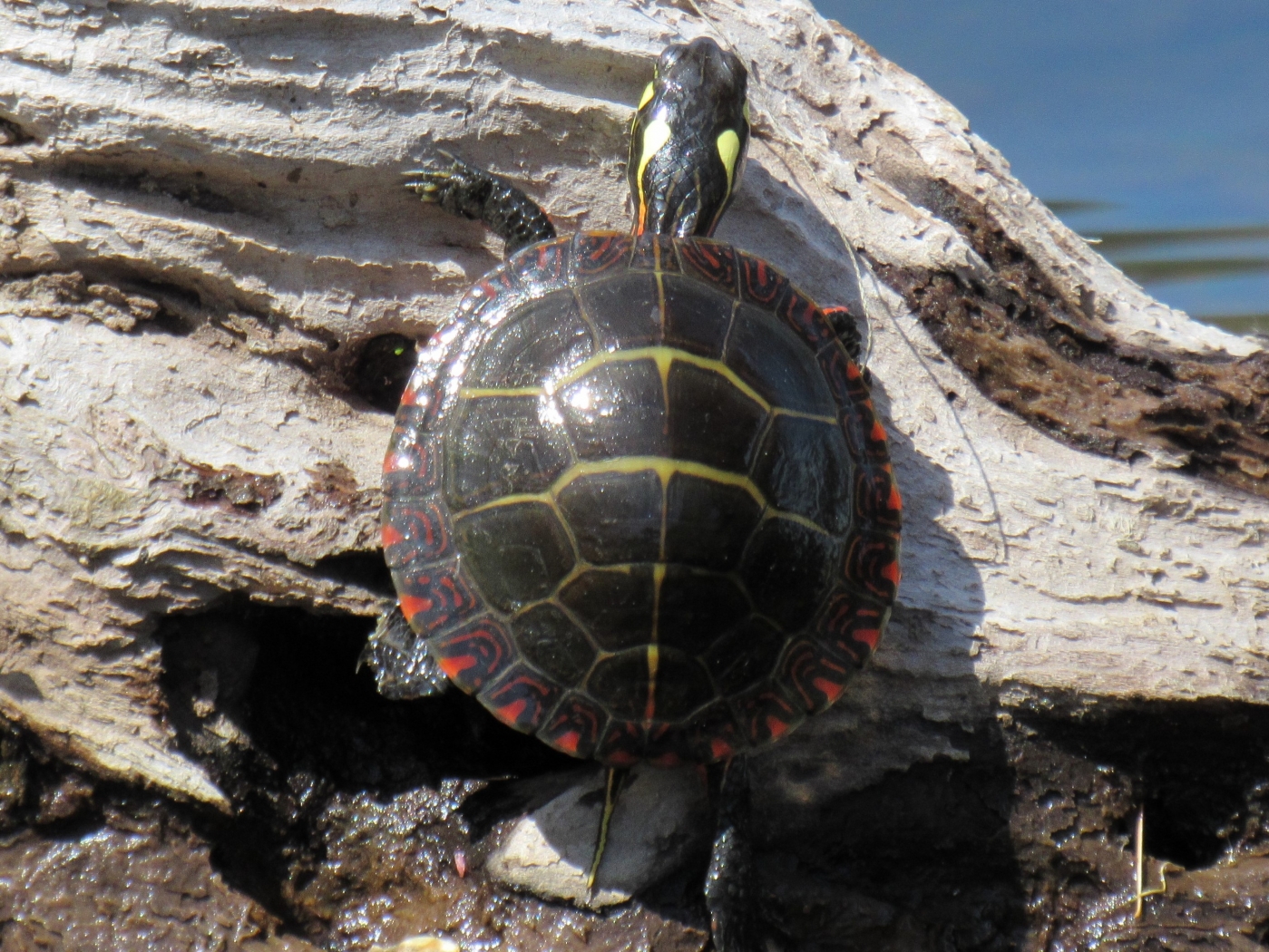 Painted Turtle by James Haney