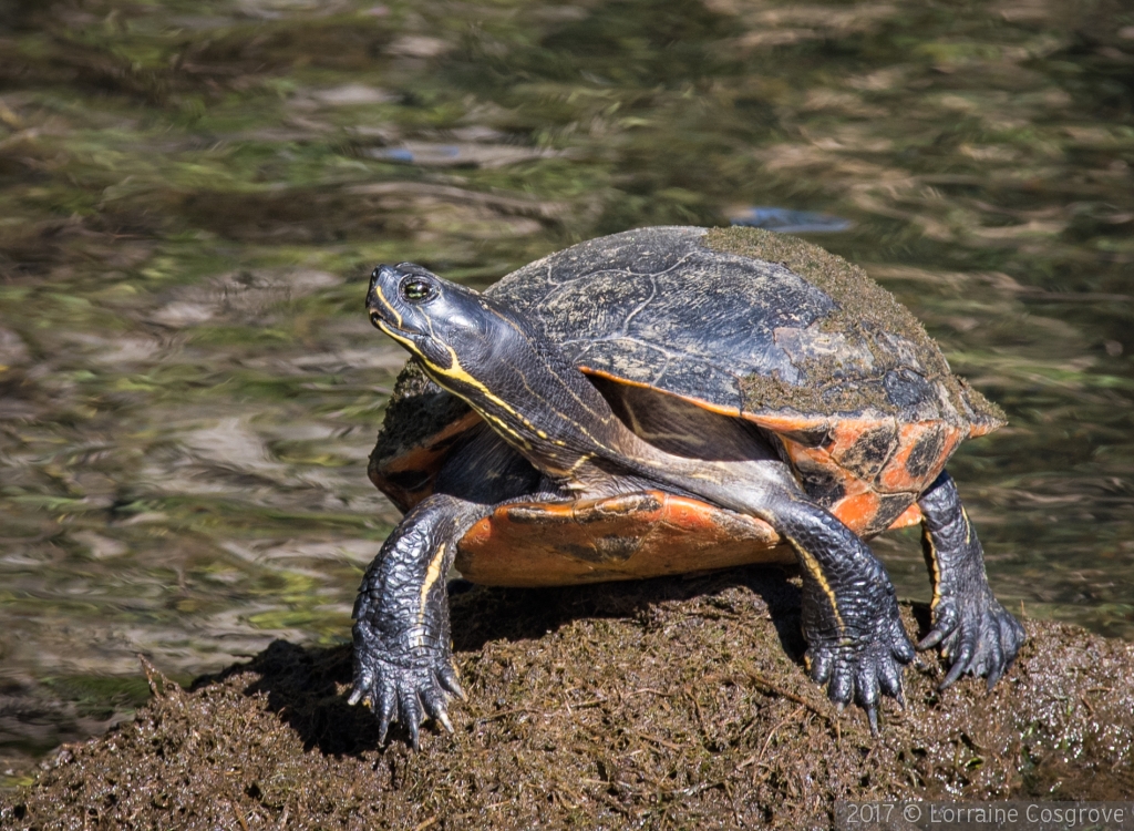 Painted Turtle by Lorraine Cosgrove