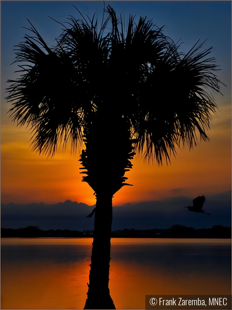 Palm Tree Sunset by Frank Zaremba, MNEC