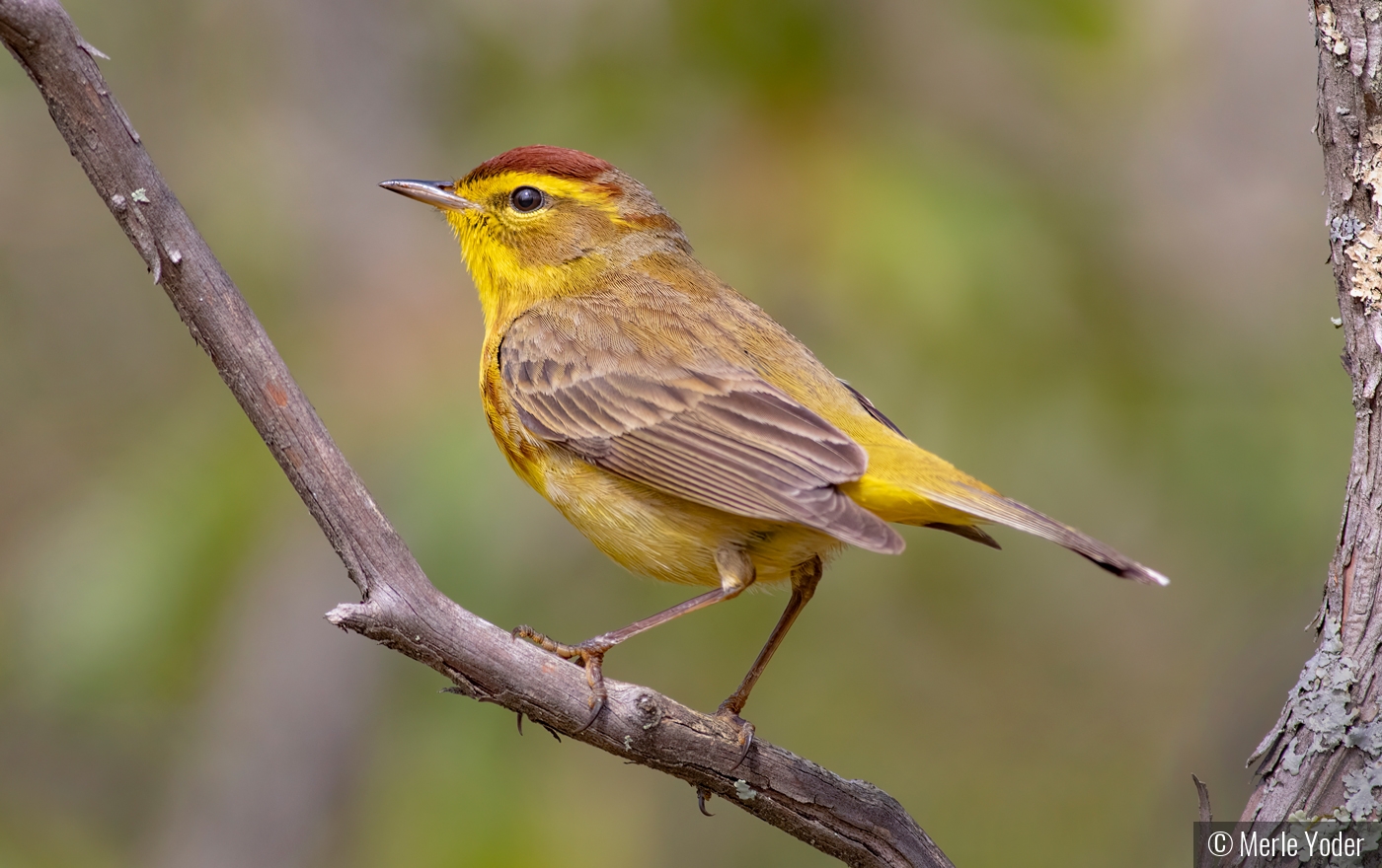 Palm warbler on the vine. by Merle Yoder