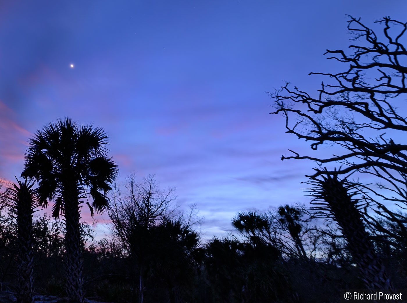 palms and cactus in nite sky by Richard Provost