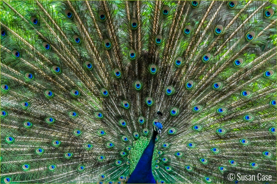 Peacock by Susan Case