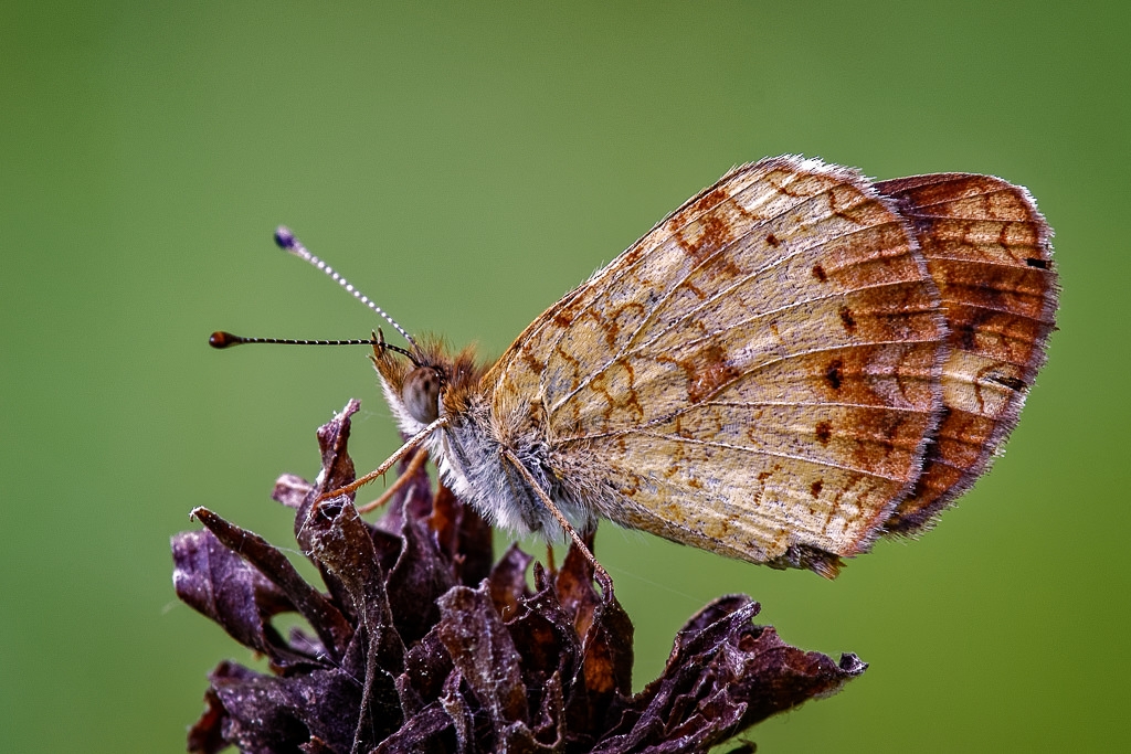 Pearl Crescent Butterfly by John McGarry
