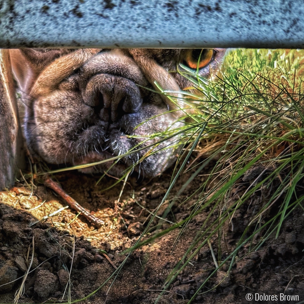 Peeking Under The Fence by Dolores Brown